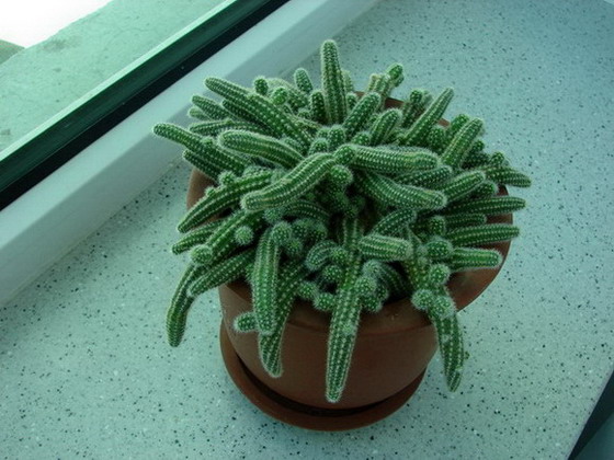 �����ҼҵĻ���