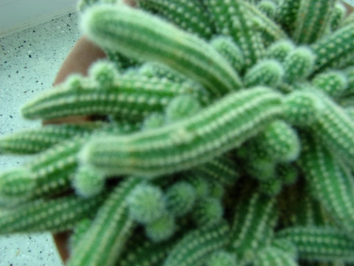 �����ҼҵĻ���