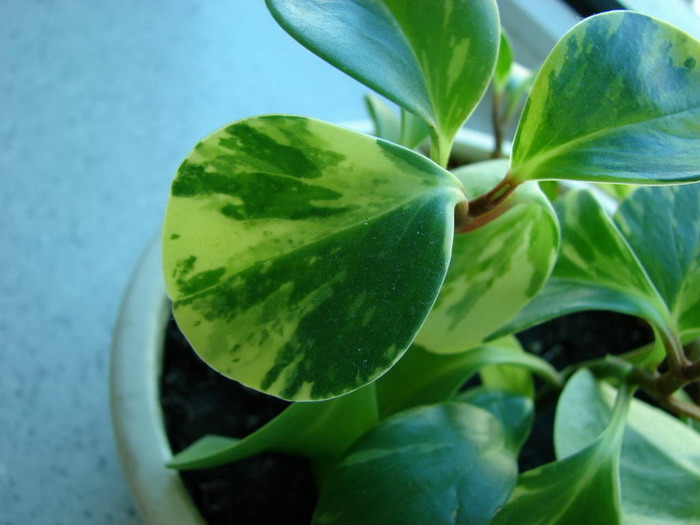 �����ҼҵĻ���