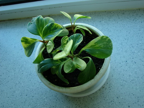 �����ҼҵĻ���