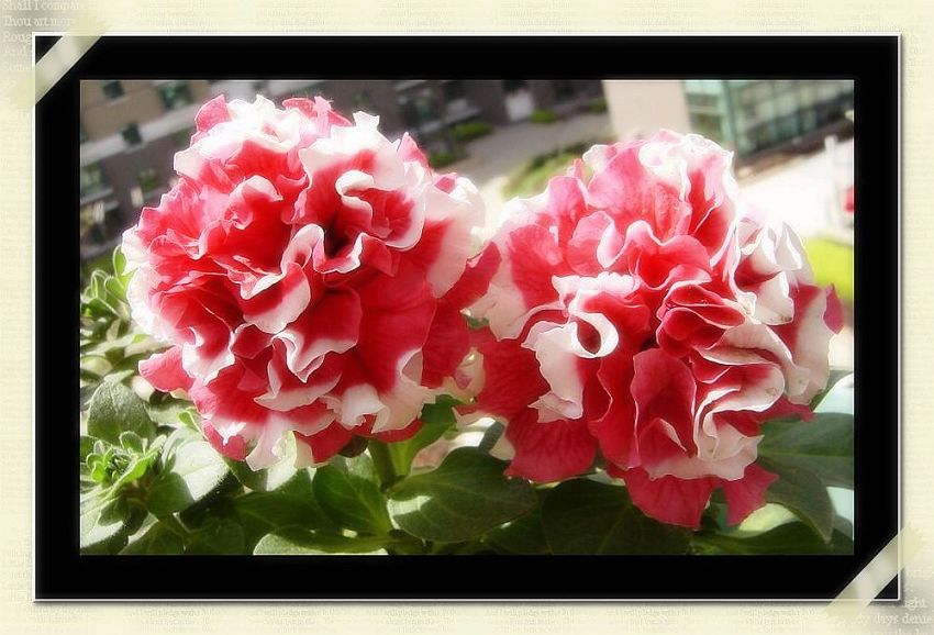 ţ���ܡ�����ţ�ࣨ�������ͼ��