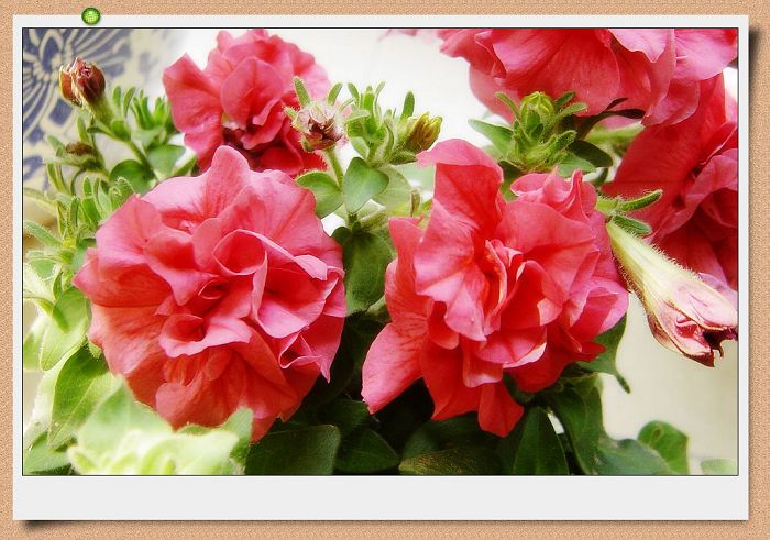 ţ���ܡ�����ţ�ࣨ�������ͼ��