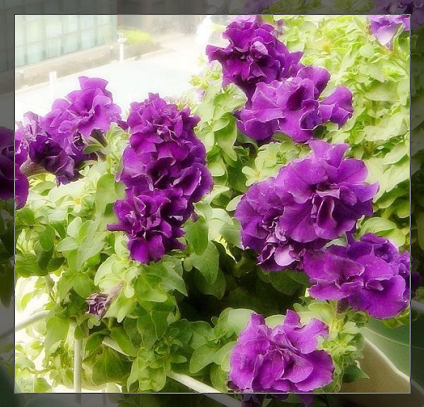 ţ���ܡ�����ţ�ࣨ�������ͼ��