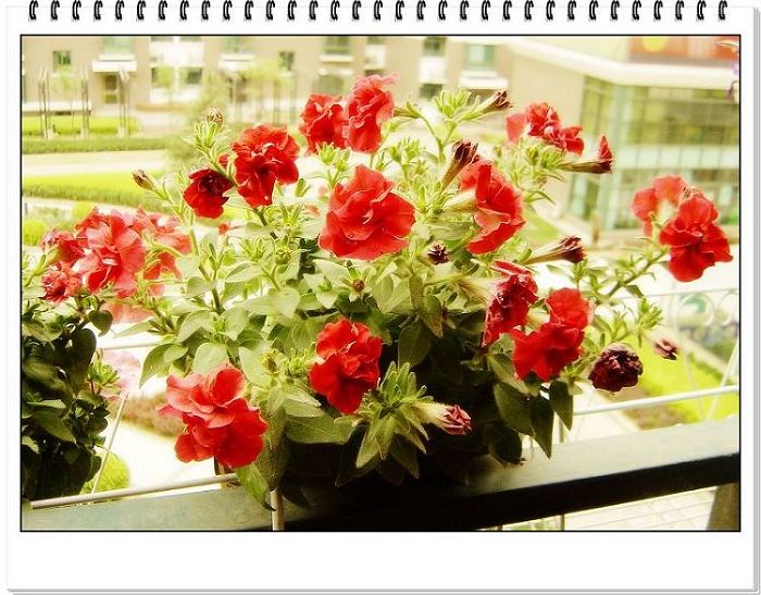 ţ���ܡ�����ţ�ࣨ�������ͼ��