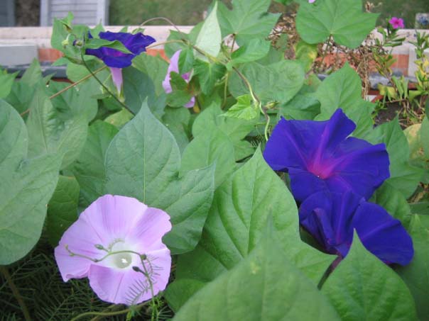 [��ͼ]��̨�����㱨(��������PP)