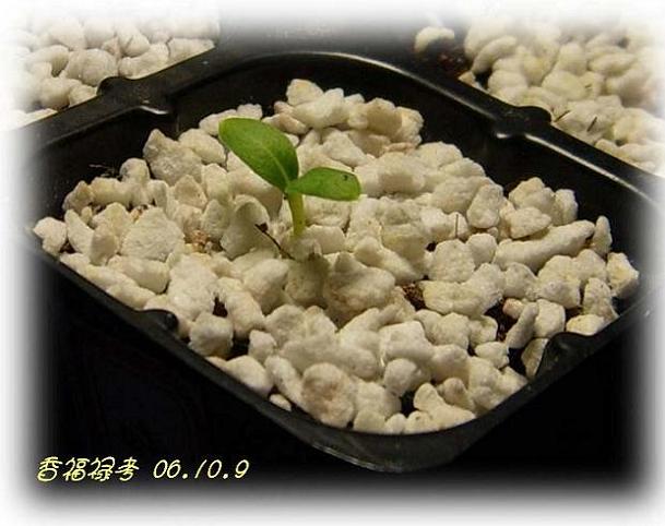 �ɰ���С�����ǣ�PP½�������С�����