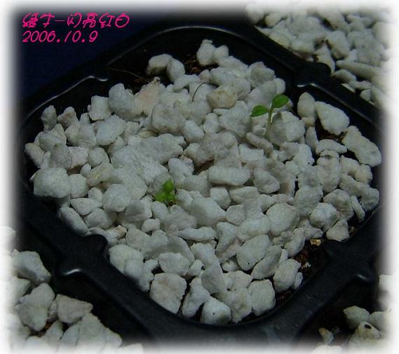 �ɰ���С�����ǣ�PP½�������С�����