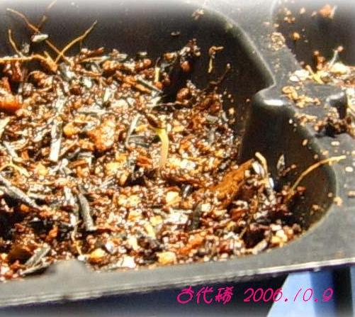 �ɰ���С�����ǣ�PP½�������С�����