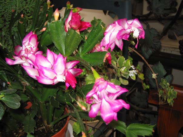 [��ͼ]��̨�����㱨(��������PP)