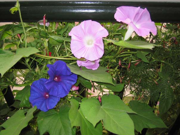 [��ͼ]��̨�����㱨(��������PP)