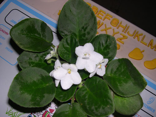 �Ҽҵ���������ӵ�е����������ڱ𴦰��ң�