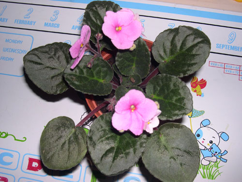 �Ҽҵ���������ӵ�е����������ڱ𴦰��ң�