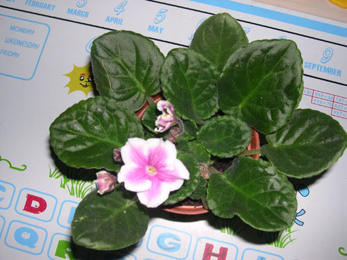 �Ҽҵ���������ӵ�е����������ڱ𴦰��ң�