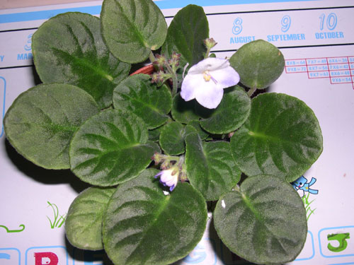 �Ҽҵ���������ӵ�е����������ڱ𴦰��ң�