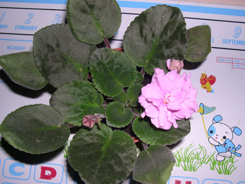 �Ҽҵ���������ӵ�е����������ڱ𴦰��ң�