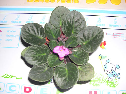 �Ҽҵ���������ӵ�е����������ڱ𴦰��ң�