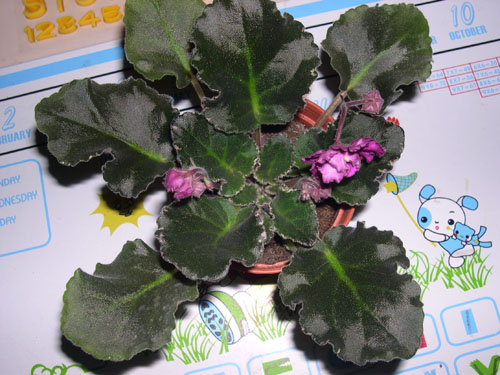 �Ҽҵ���������ӵ�е����������ڱ𴦰��ң�