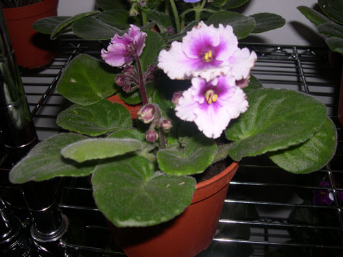 �Ҽҵ���������ӵ�е����������ڱ𴦰��ң�