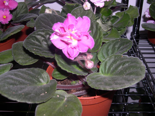 �Ҽҵ���������ӵ�е����������ڱ𴦰��ң�