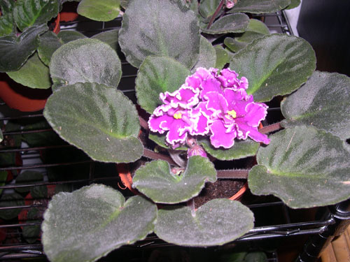 �Ҽҵ���������ӵ�е����������ڱ𴦰��ң�