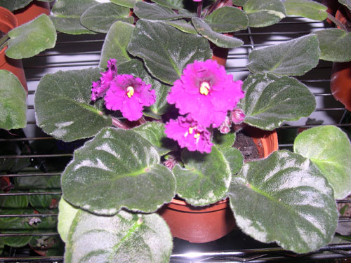 �Ҽҵ���������ӵ�е����������ڱ𴦰��ң�