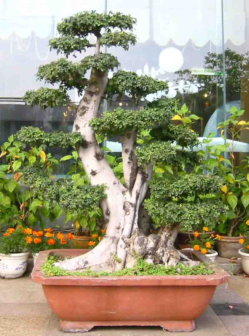 �����辰չ�ϵ�ľ��