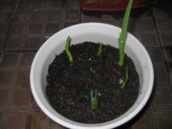 ����� (С������ѿ)