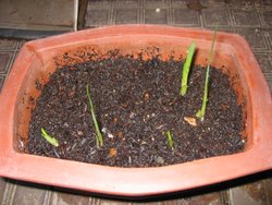 ����� (С������ѿ)