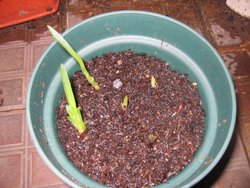 ����� (С������ѿ)