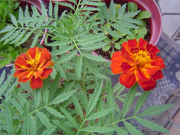 �ݻ����Ŷӣ�P8����ͼ)