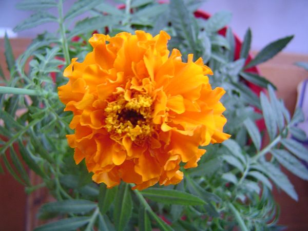 �ݻ����Ŷӣ�P8����ͼ)