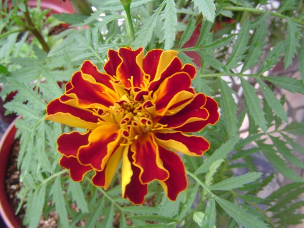 �ݻ����Ŷӣ�P8����ͼ)