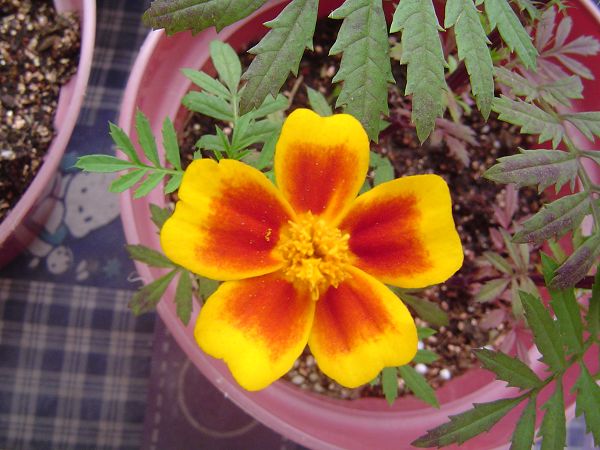 �ݻ����Ŷӣ�P8����ͼ)