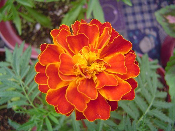 �ݻ����Ŷӣ�P8����ͼ)