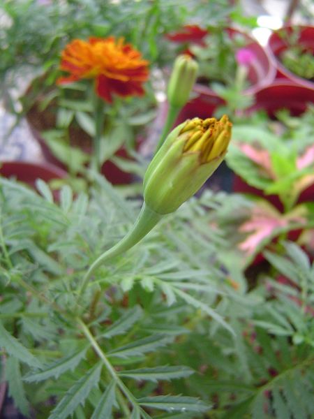 �ݻ����Ŷӣ�P8����ͼ)