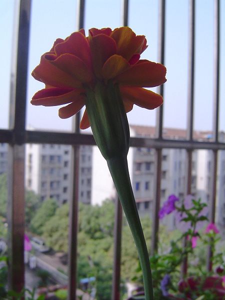 �ݻ����Ŷӣ�P8����ͼ)