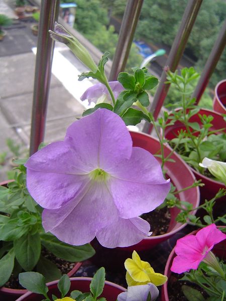 �ݻ����Ŷӣ�P8����ͼ)