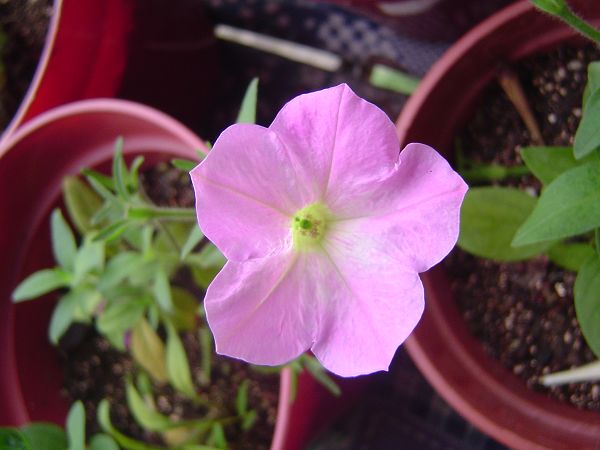 �ݻ����Ŷӣ�P8����ͼ)