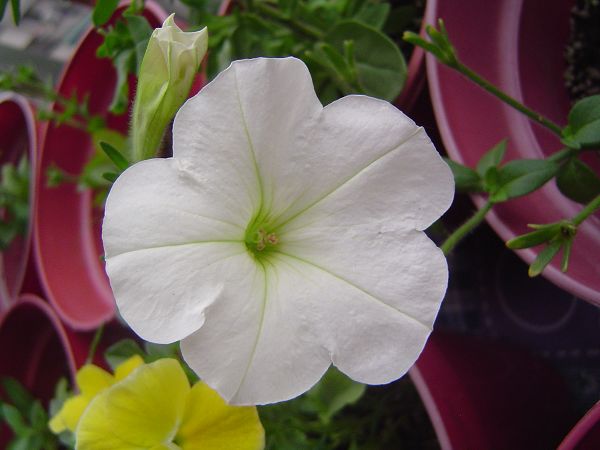 �ݻ����Ŷӣ�P8����ͼ)