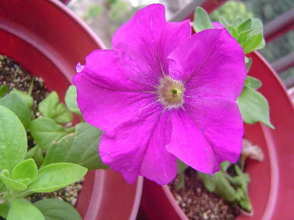 �ݻ����Ŷӣ�P8����ͼ)