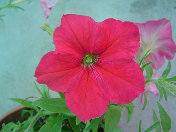 �ݻ����Ŷӣ�P8����ͼ)