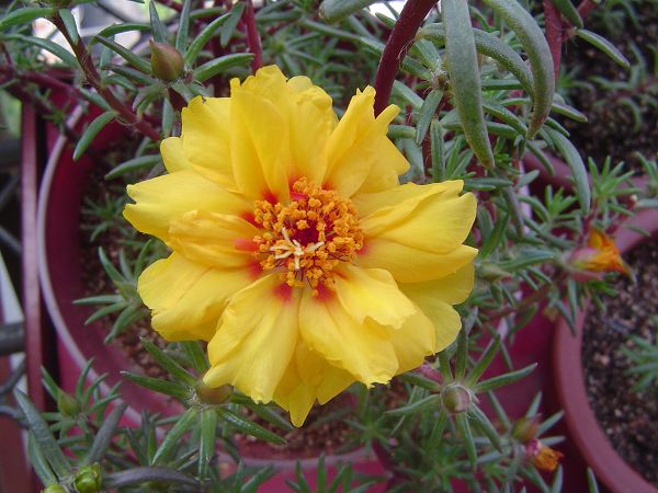 �ݻ����Ŷӣ�P8����ͼ)