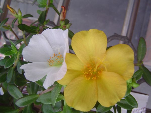 �ݻ����Ŷӣ�P8����ͼ)