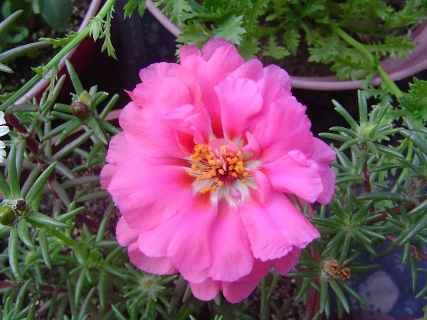 �ݻ����Ŷӣ�P8����ͼ)