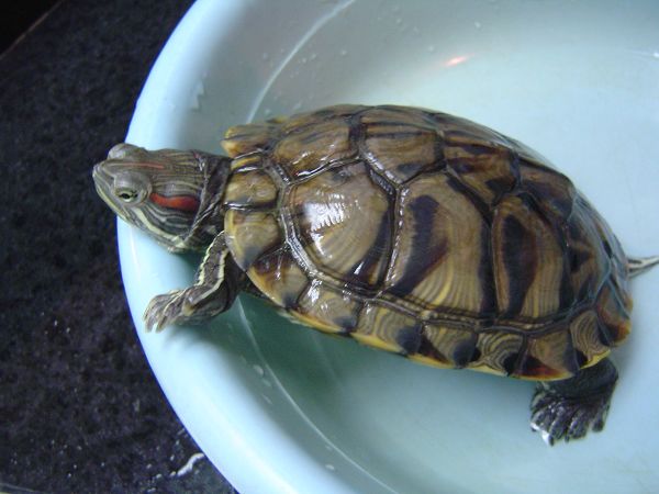 �ݻ����Ŷӣ�P8����ͼ)