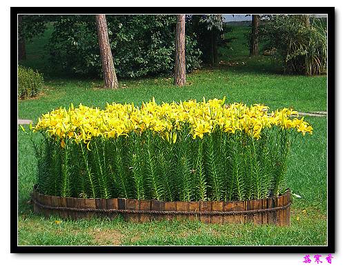 �Ŷ�:ʯ����İٺϻ���(���÷�����߲��ܽ�)