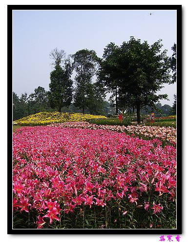 �Ŷ�:ʯ����İٺϻ���(���÷�����߲��ܽ�)