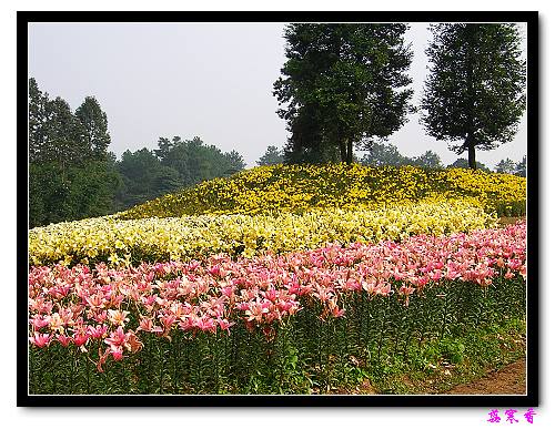 �Ŷ�:ʯ����İٺϻ���(���÷�����߲��ܽ�)