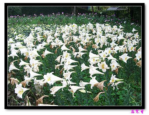 �Ŷ�:ʯ����İٺϻ���(���÷�����߲��ܽ�)