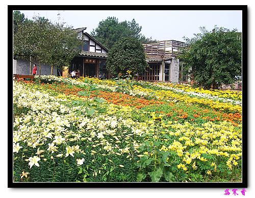 �Ŷ�:ʯ����İٺϻ���(���÷�����߲��ܽ�)